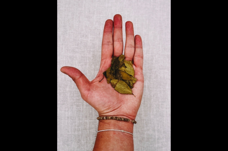 a few coca leaves in an outstretched palm