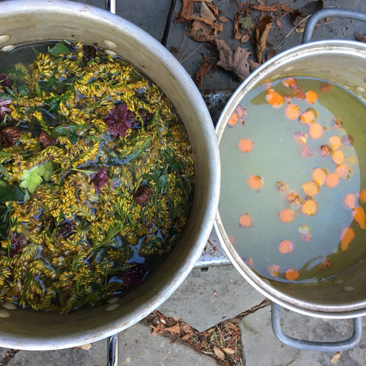 Pots of water with floating flowers and herbs