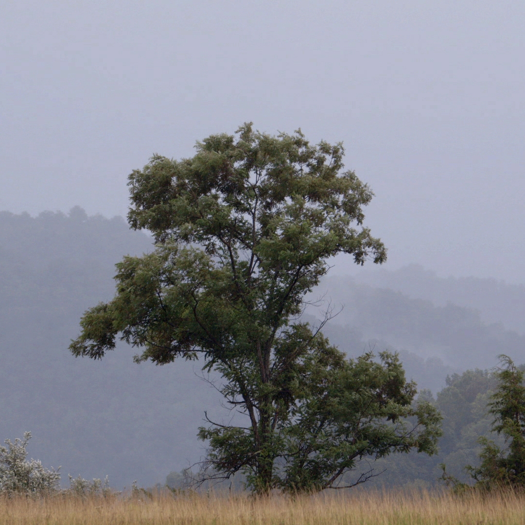 A screen capture from the film, The Prison in Twelve Landscapes: A single tree