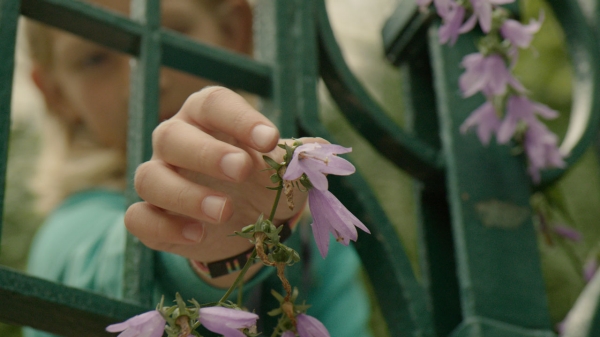 Hand reaching through a gate plucking a purple flower.