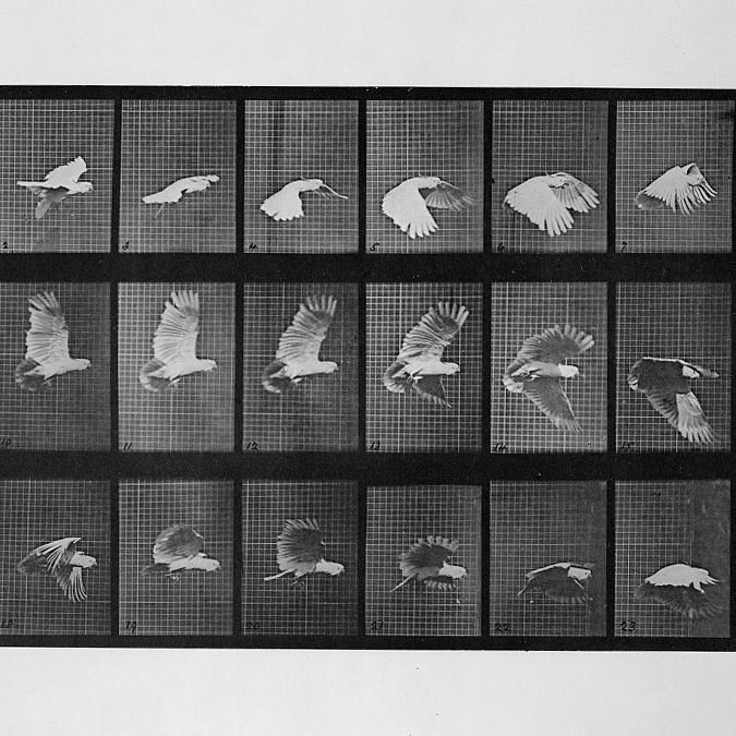 Film scan of a bird in flight, frame by frame.