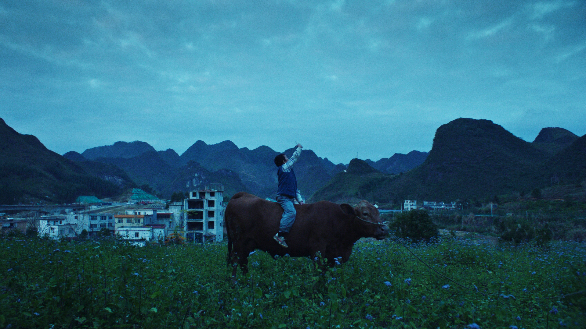 Xiaohui and His Cows