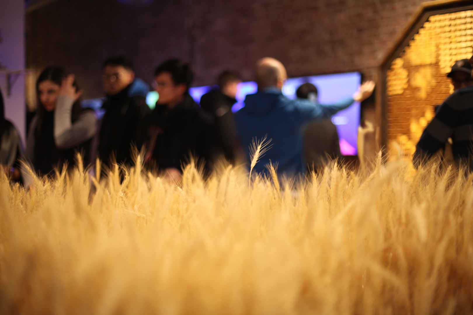 tips of wheat with the Wooden Mirror in the background