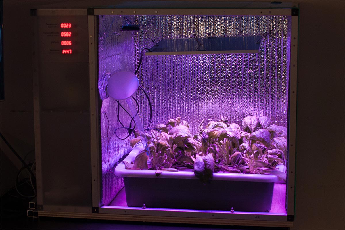 plants growing under purple light