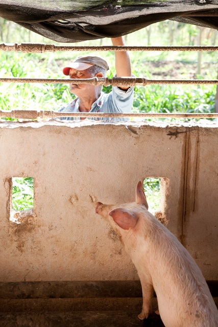 Farmer tending to his pigs. 