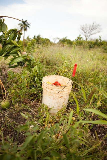 Bucket of tomatoes in a field. 