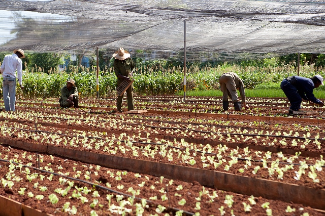 Farmers tending to garden plants.