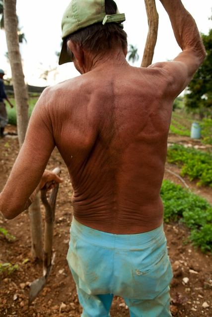 Farmer working in his garden.